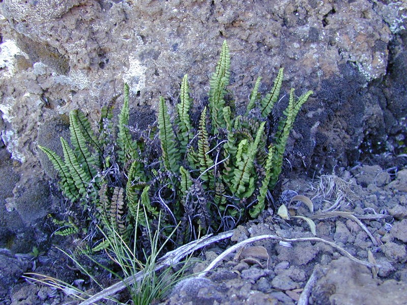 Asplenium trichomanes subsp. densum photo 7