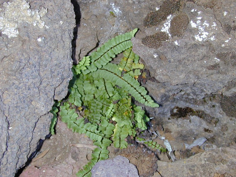 Asplenium trichomanes subsp. densum photo 8