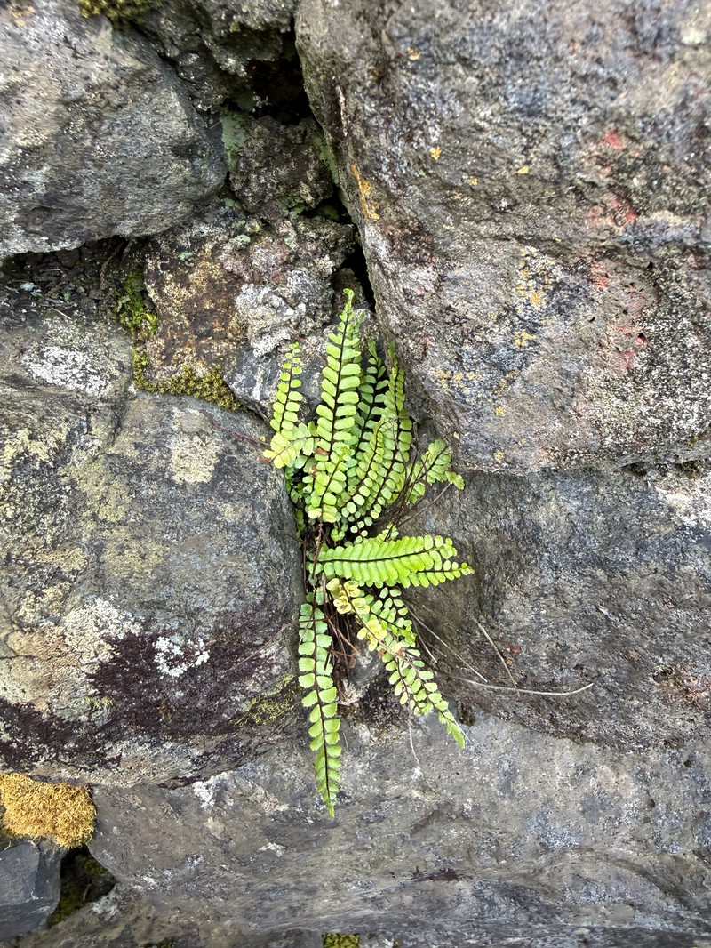 Asplenium trichomanes subsp. maderense