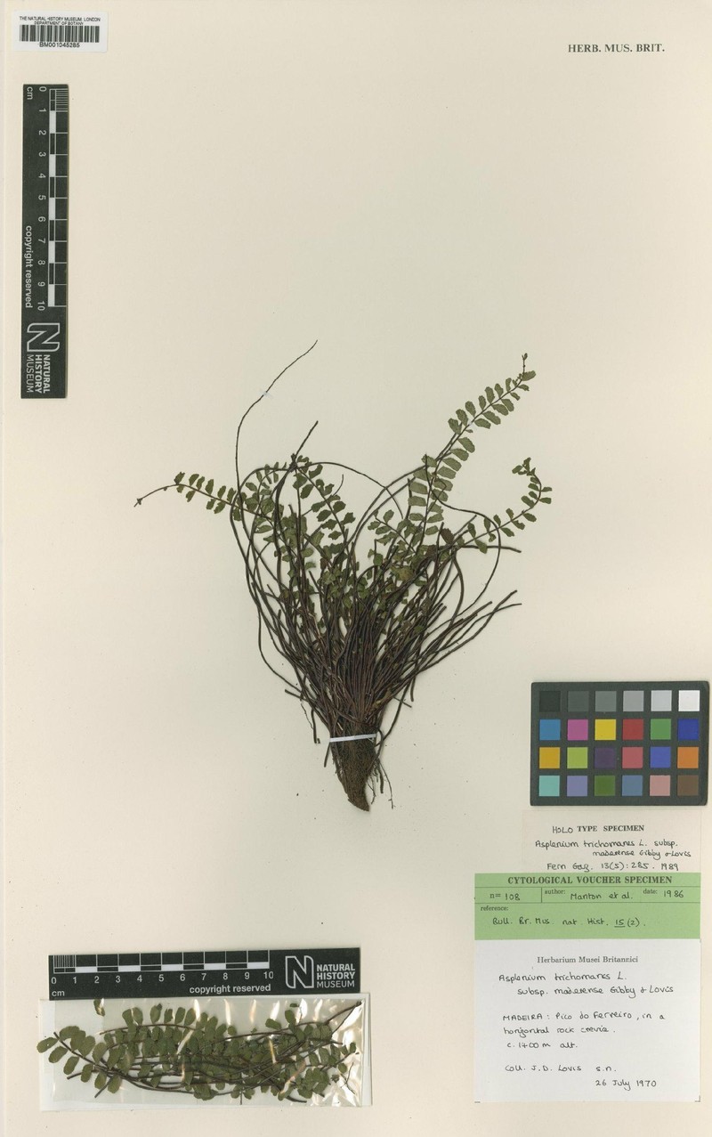 Asplenium trichomanes subsp. maderense photo 2