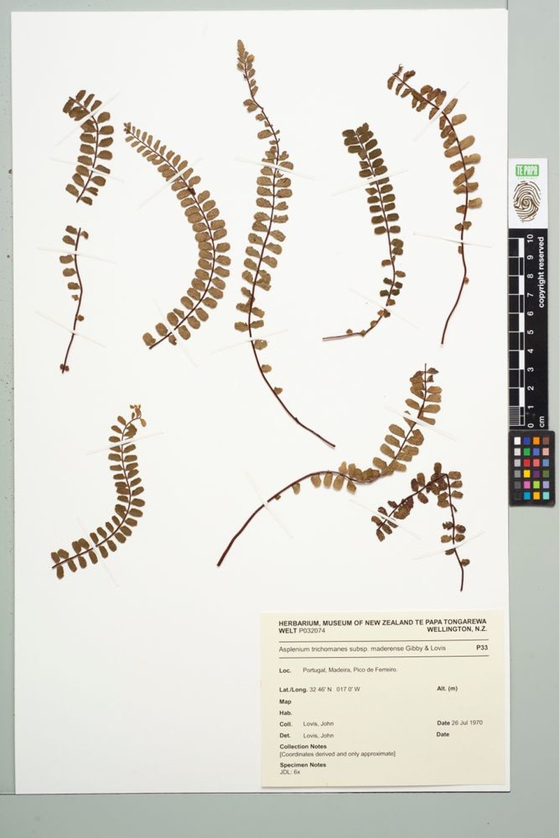 Asplenium trichomanes subsp. maderense photo 3