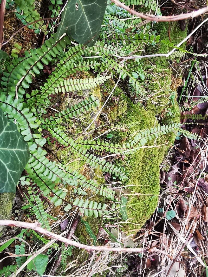 Asplenium trichomanes subsp. trichomanes