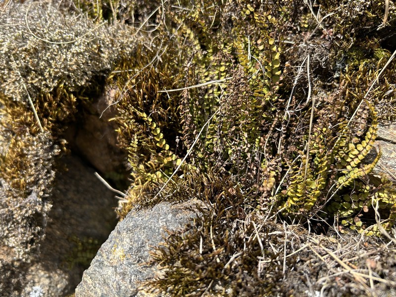 Asplenium trichomanes subsp. trichomanes photo 2