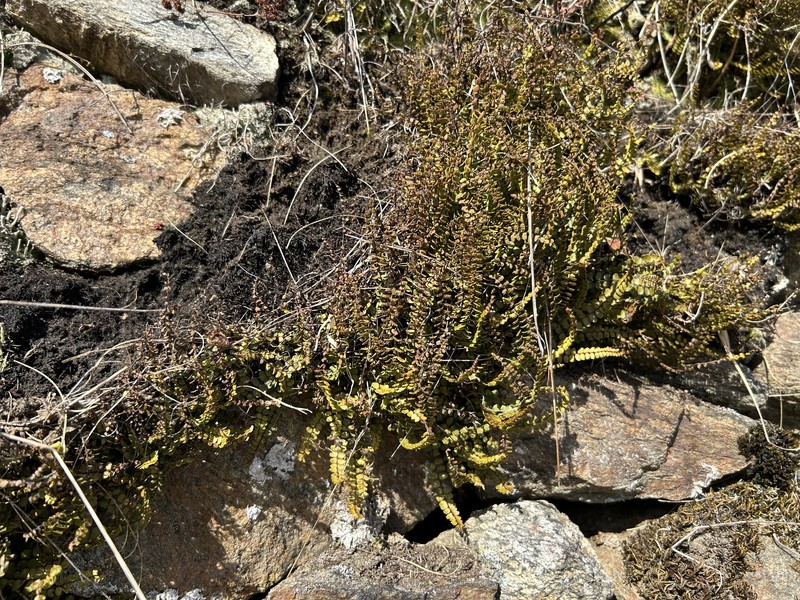 Asplenium trichomanes subsp. trichomanes photo 3