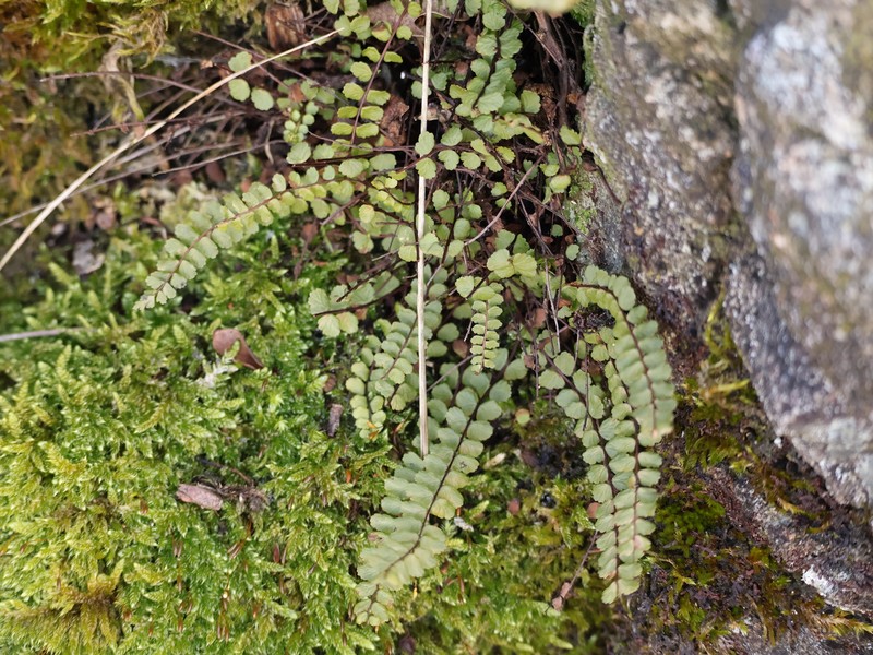 Asplenium trichomanes subsp. trichomanes photo 4