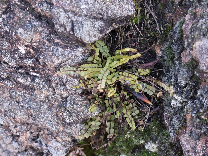 Asplenium trichomanes subsp. trichomanes photo 5