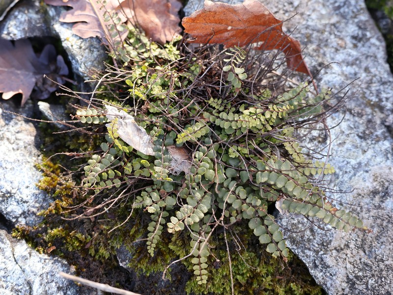 Asplenium trichomanes subsp. trichomanes photo 6