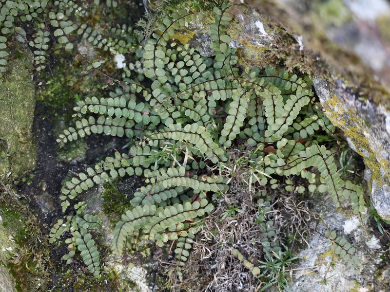 Asplenium trichomanes subsp. trichomanes photo 7