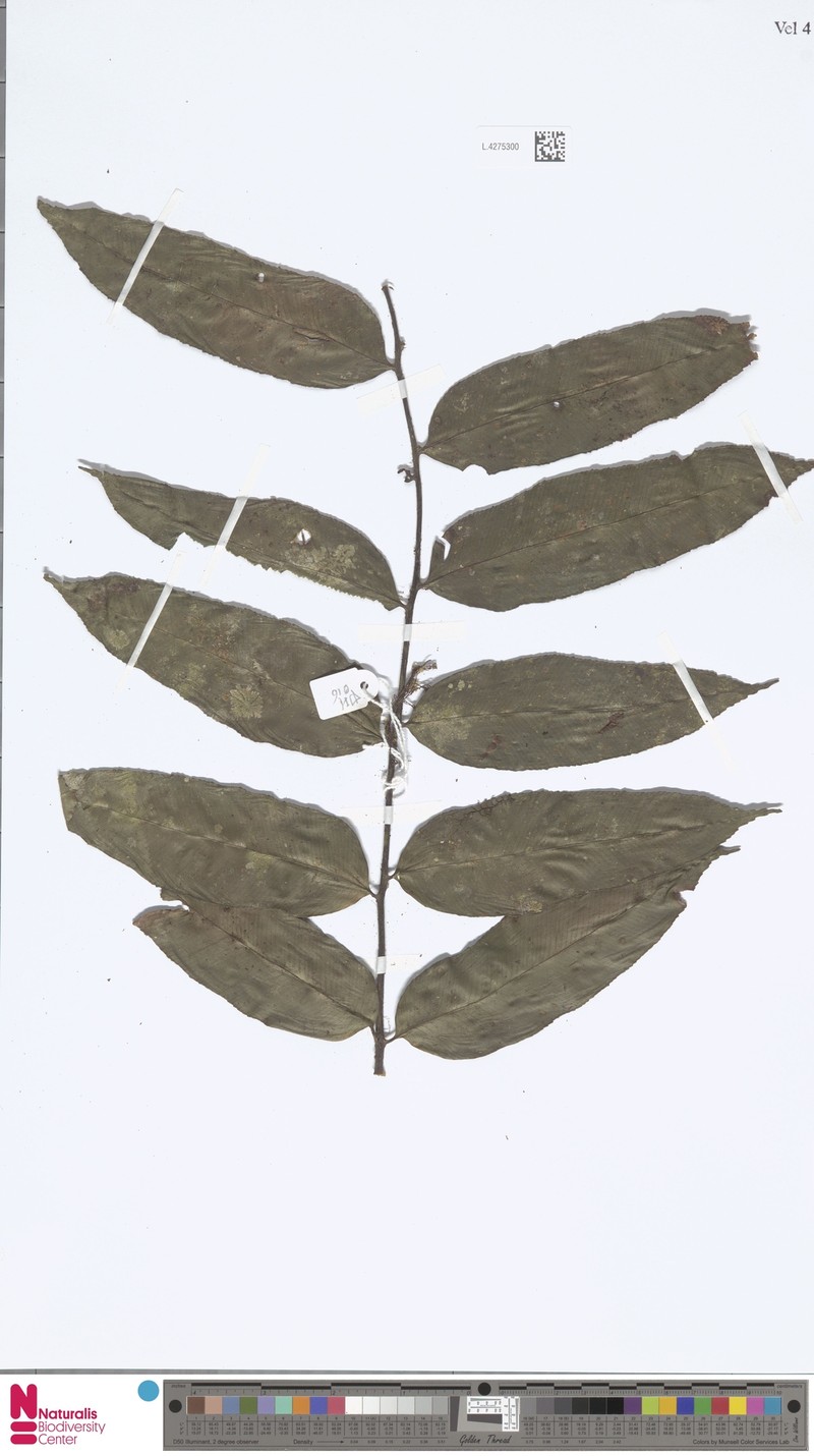 Asplenium trifoliatum