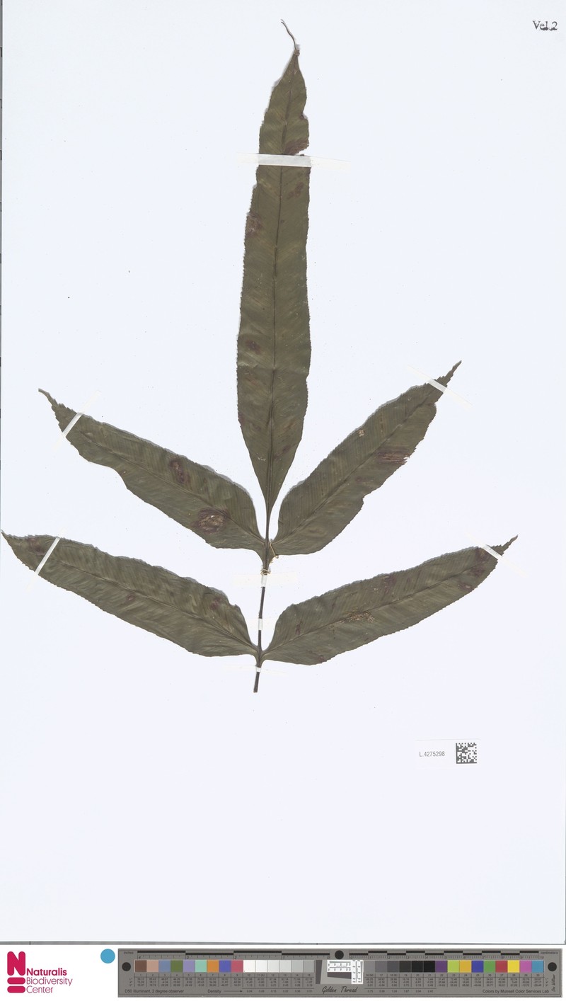 Asplenium trifoliatum photo 2