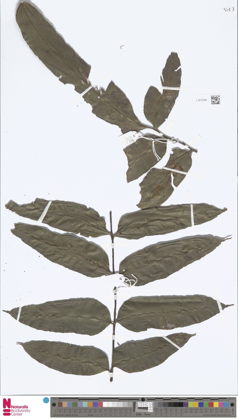 Asplenium trifoliatum photo 3