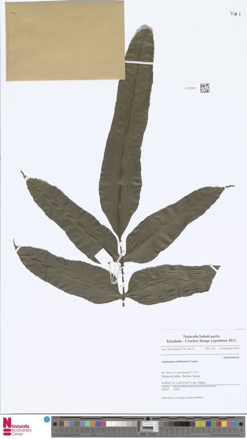 Asplenium trifoliatum photo 4
