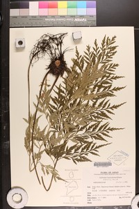 Asplenium trigonopterum
