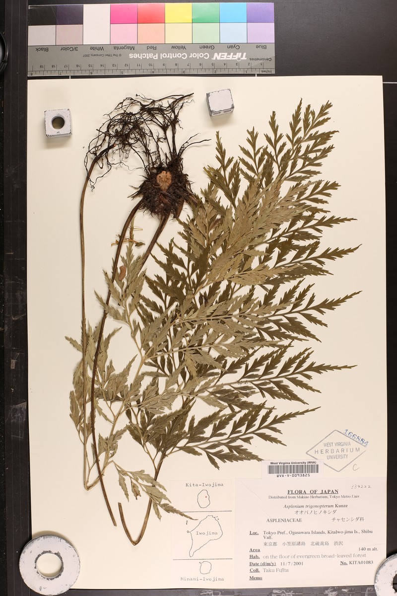 Asplenium trigonopterum