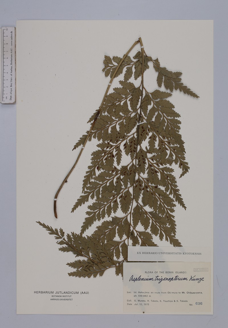 Asplenium trigonopterum photo 2