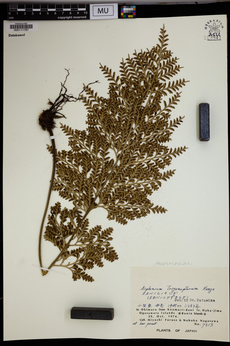 Asplenium trigonopterum photo 3
