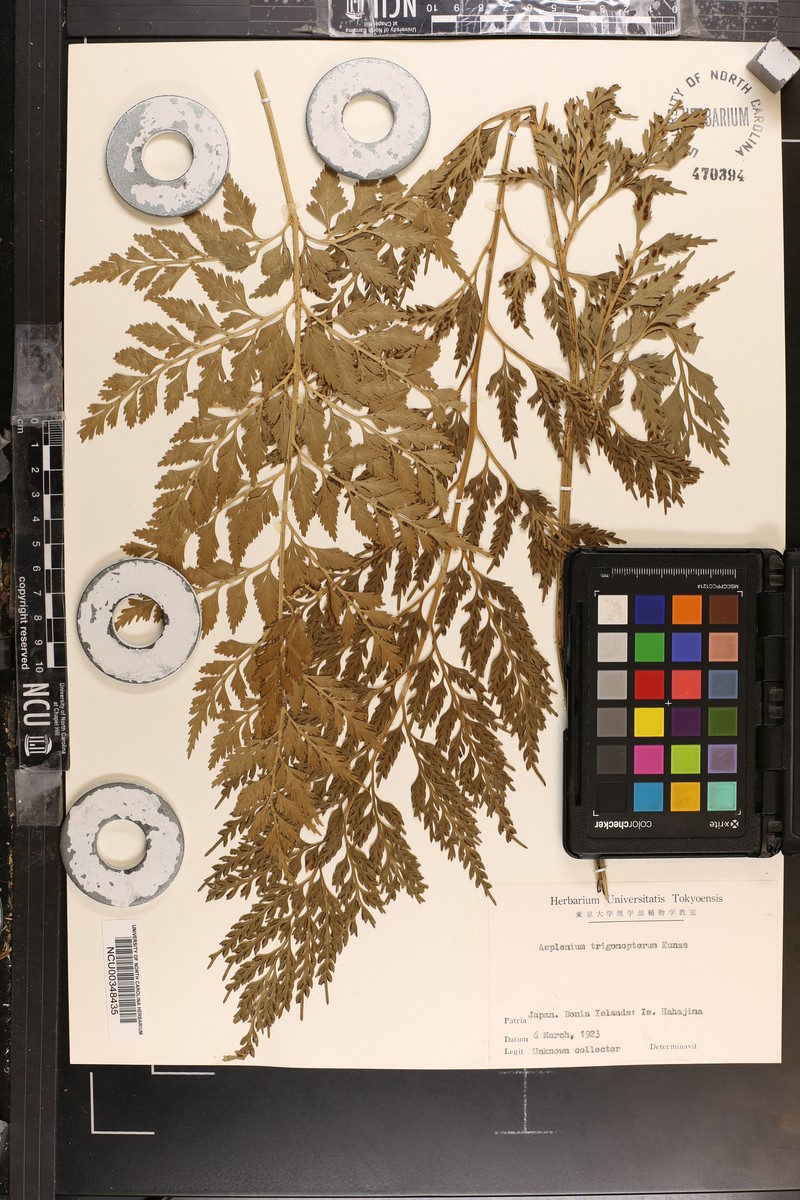 Asplenium trigonopterum photo 4