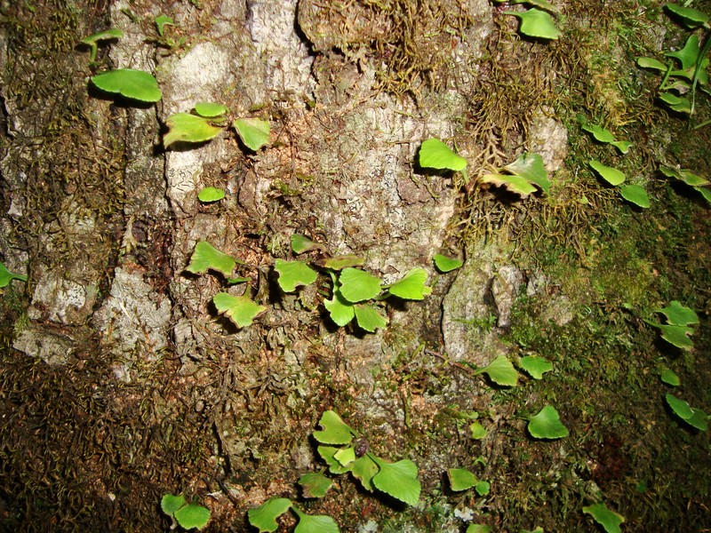 Asplenium trilobum