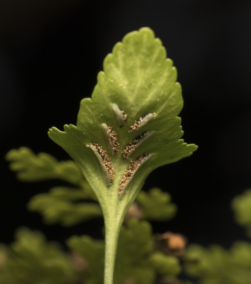 Asplenium trilobum photo 2