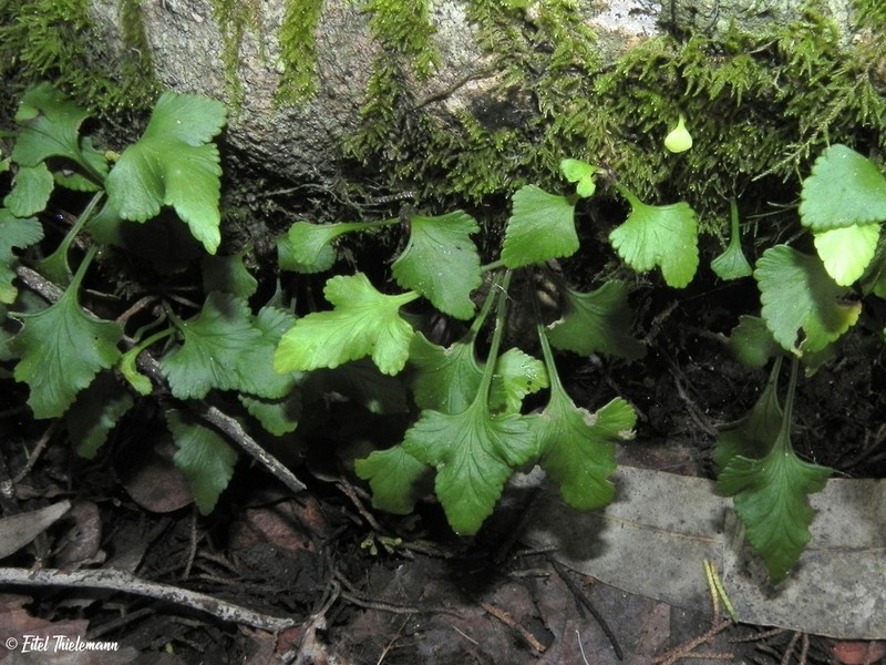 Asplenium trilobum photo 3