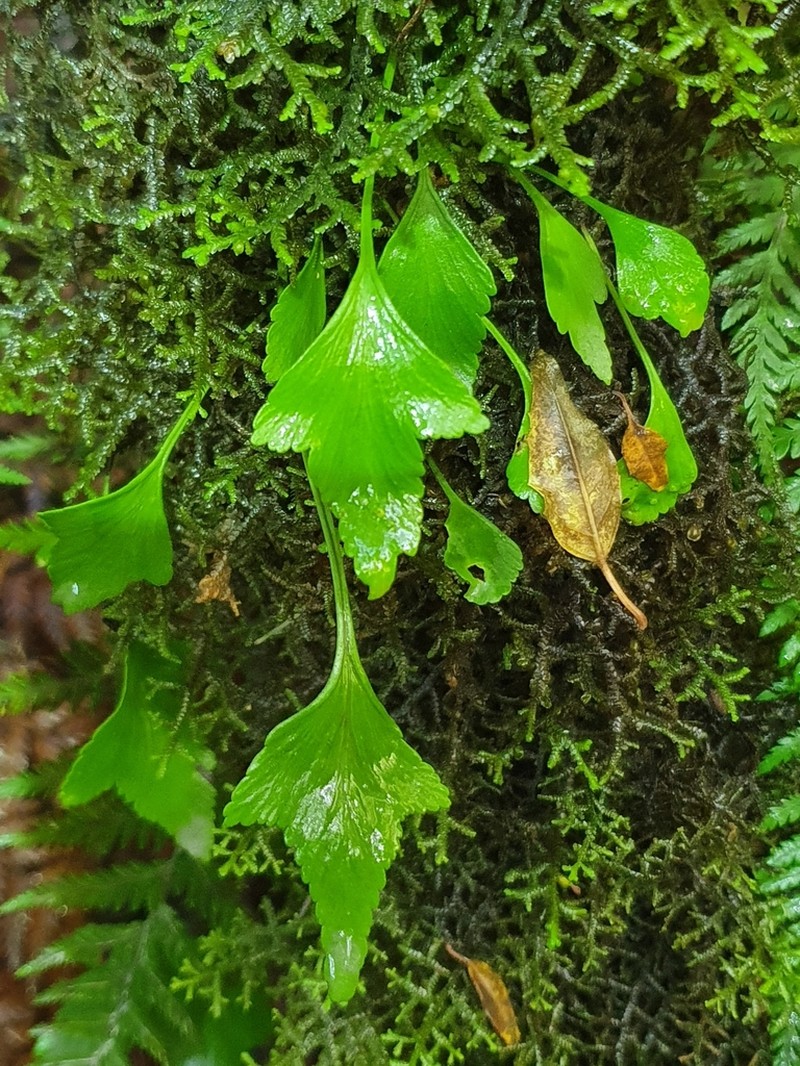 Asplenium trilobum photo 4