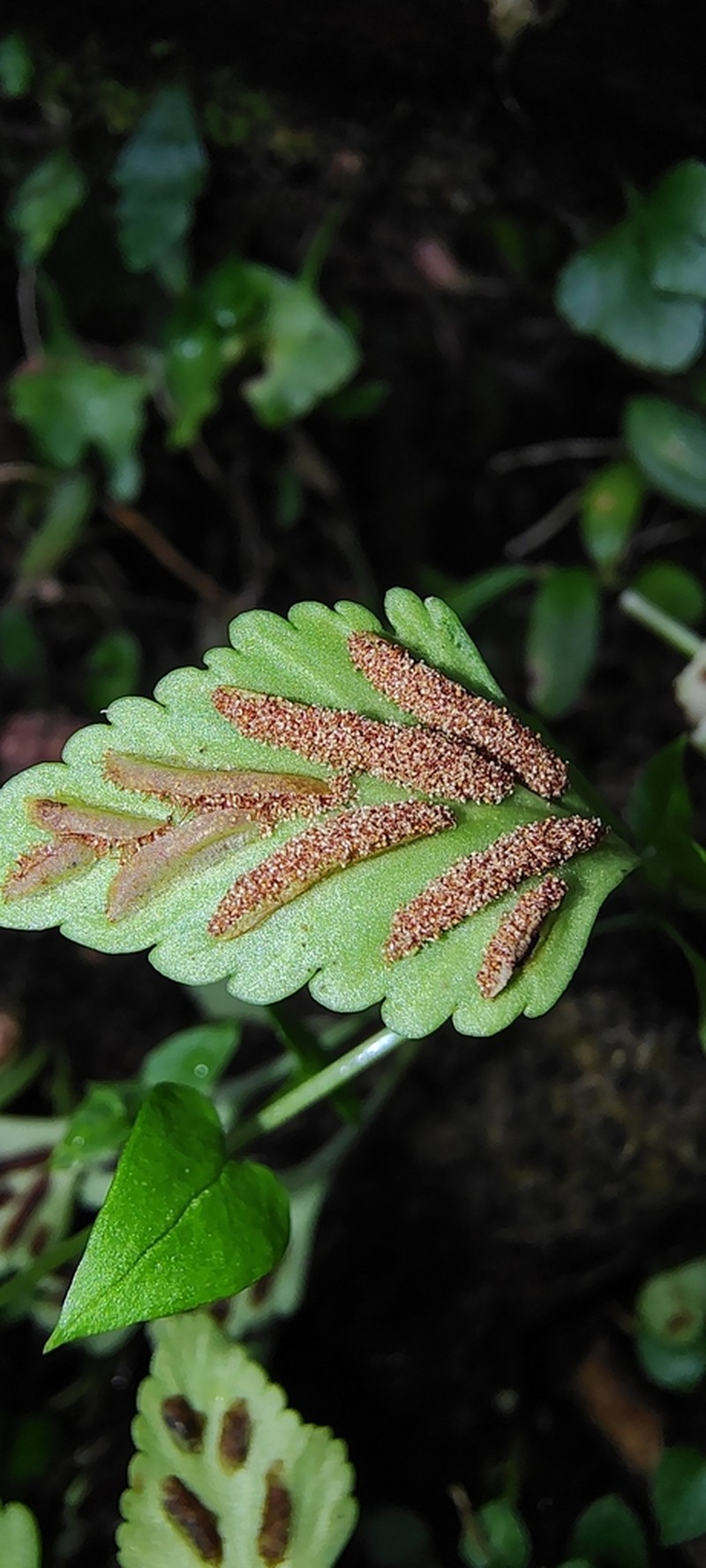 Asplenium trilobum photo 5