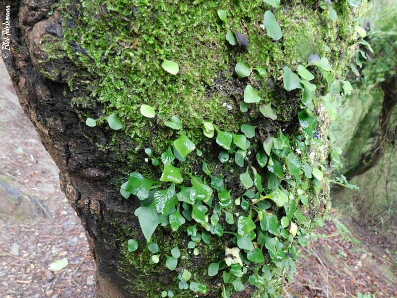Asplenium trilobum photo 6