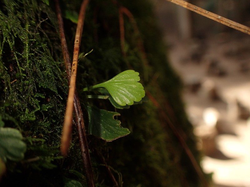 Asplenium trilobum photo 7
