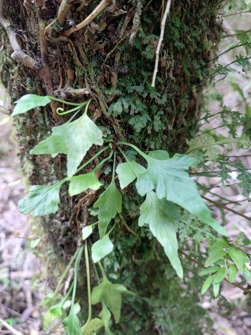 Asplenium trilobum photo 2
