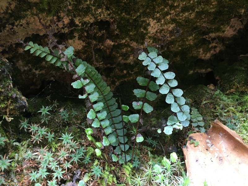 Diamond Spleenwort