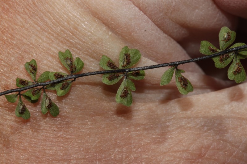 Diamond Spleenwort