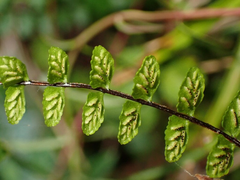 Asplenium tripteropus photo 2