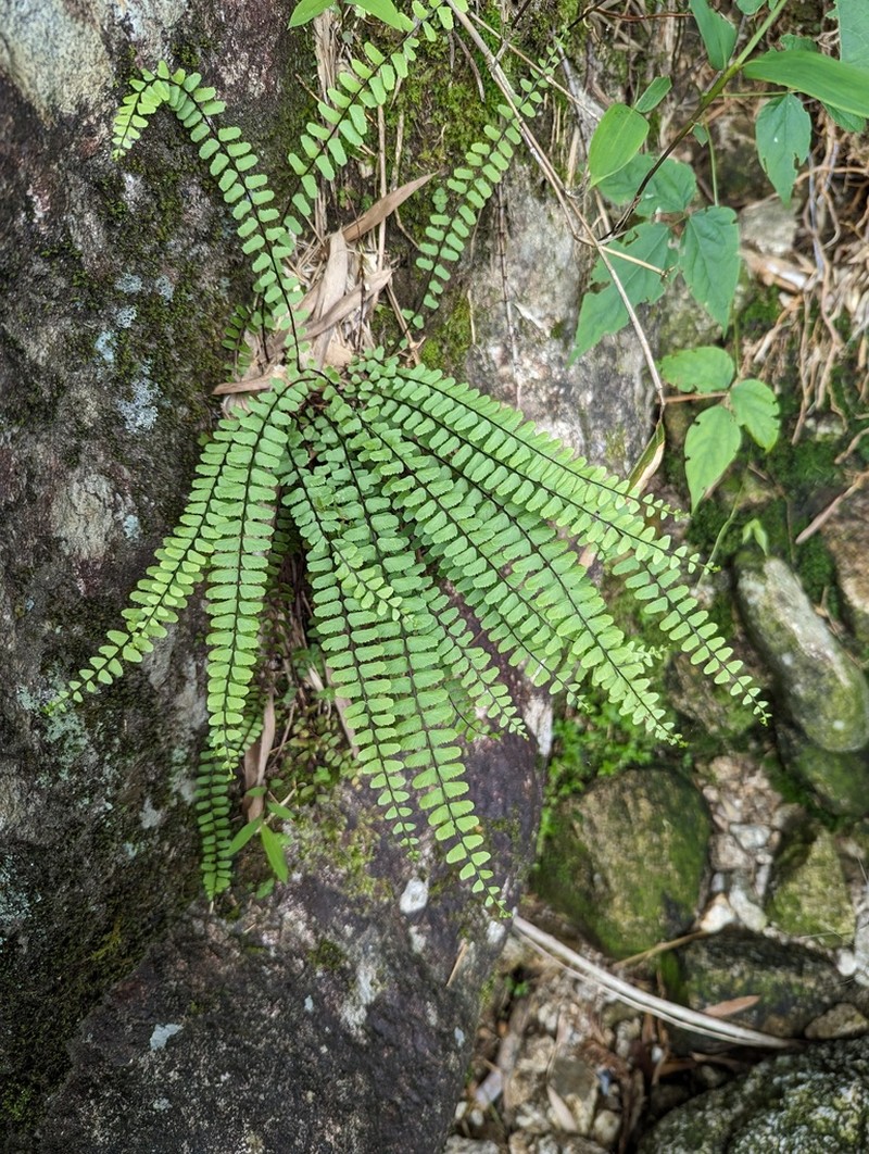 Asplenium tripteropus photo 3