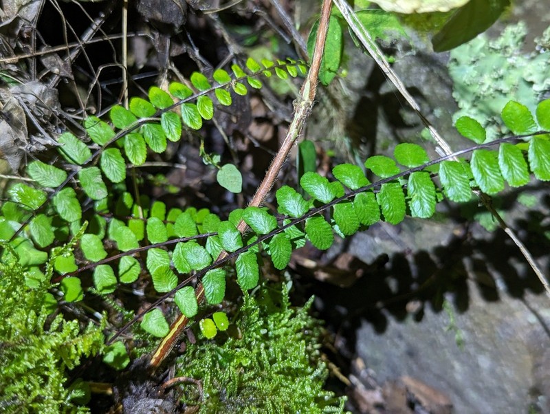 Asplenium tripteropus photo 4