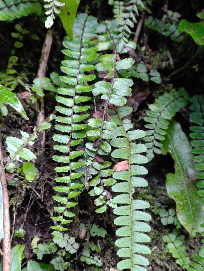 Asplenium tripteropus photo 5