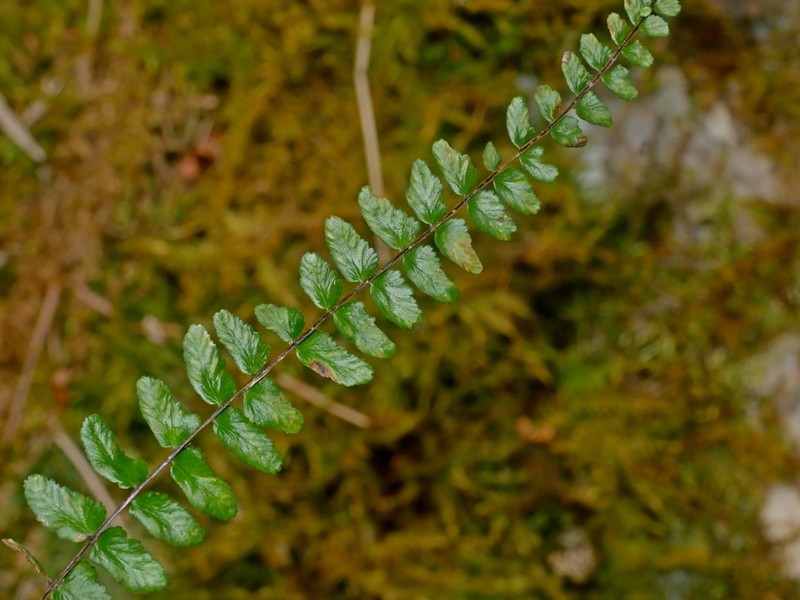 Asplenium tripteropus photo 6
