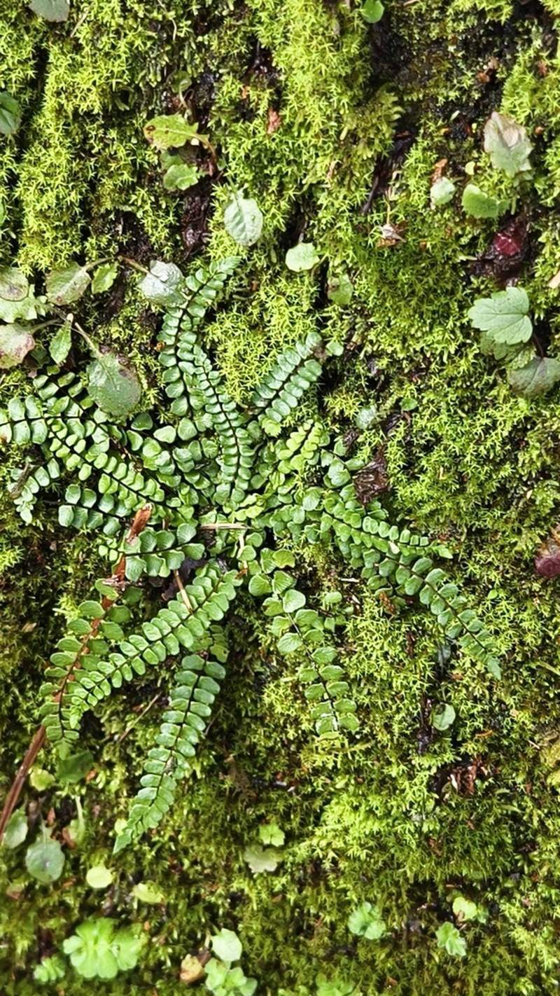 Asplenium tripteropus photo 7
