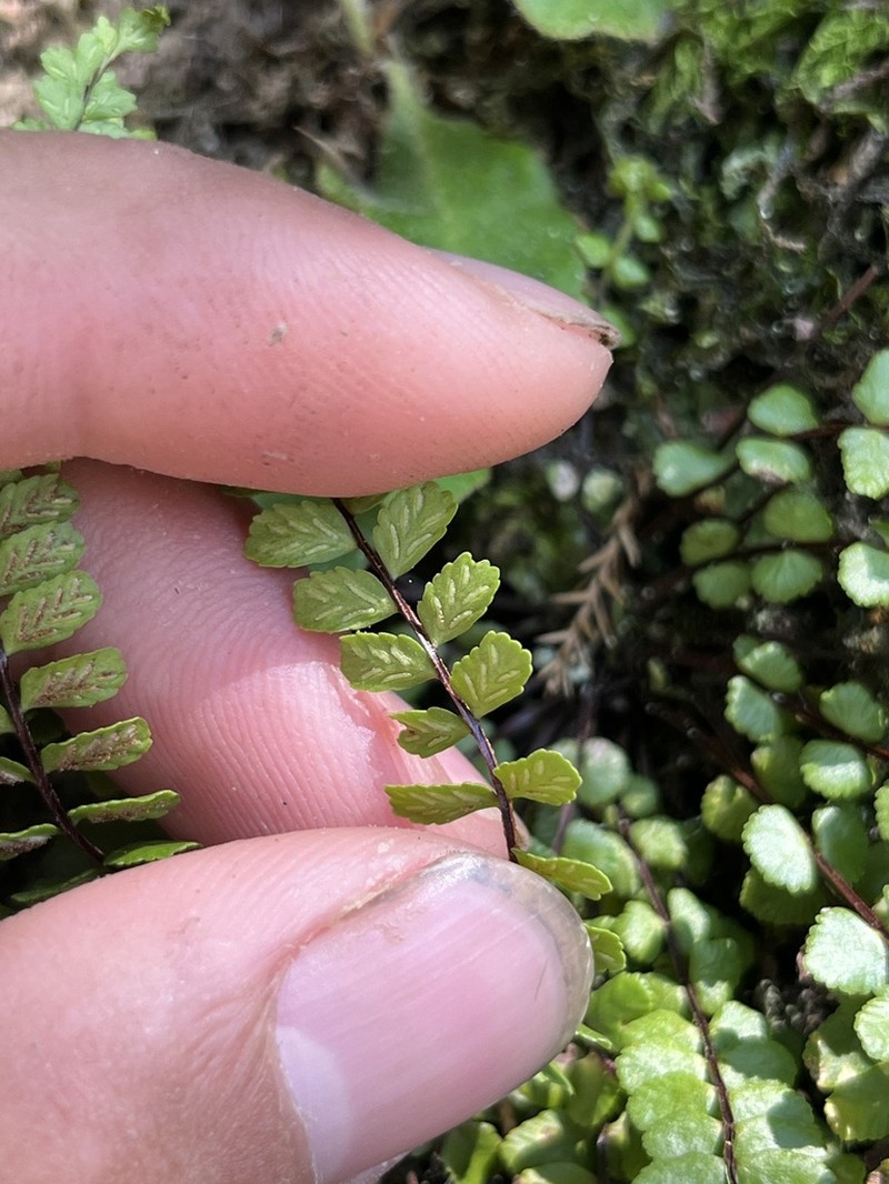 Asplenium tripteropus photo 8