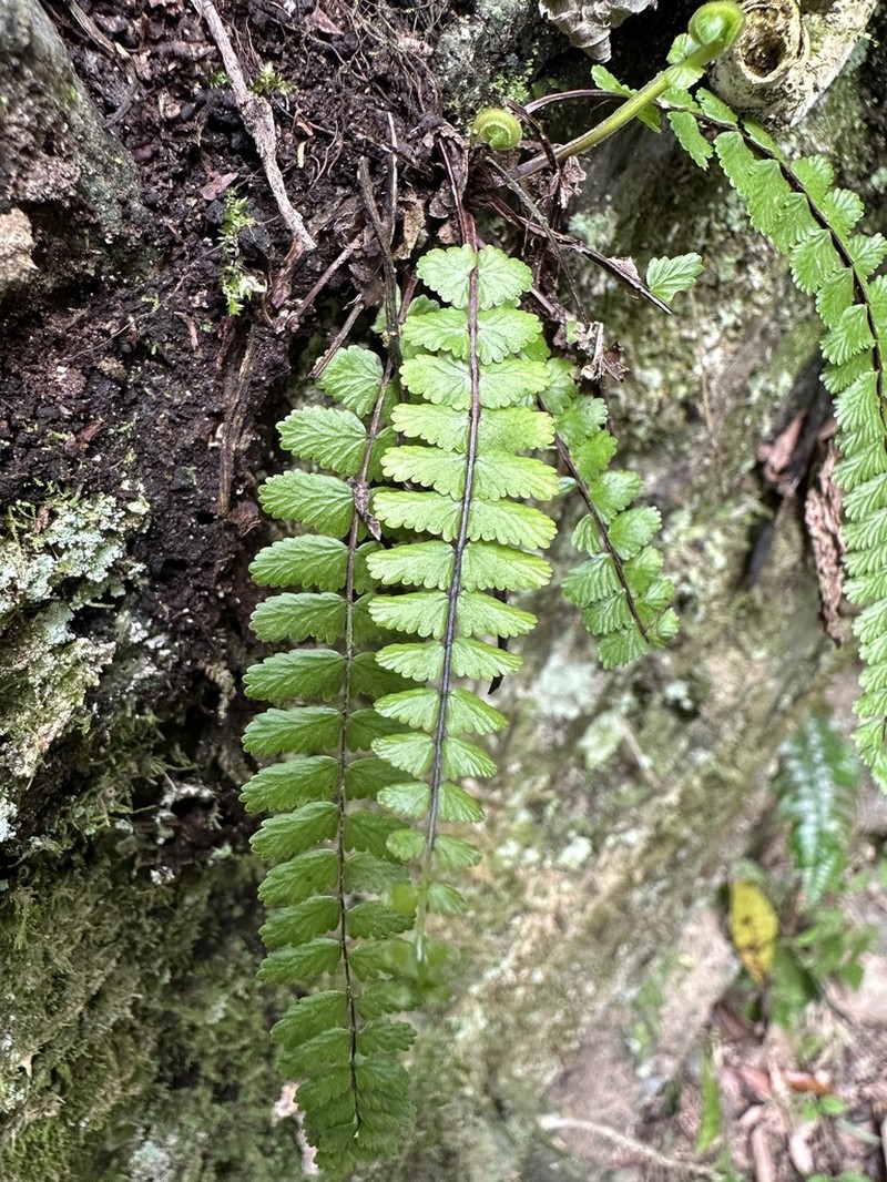 Asplenium tripteropus