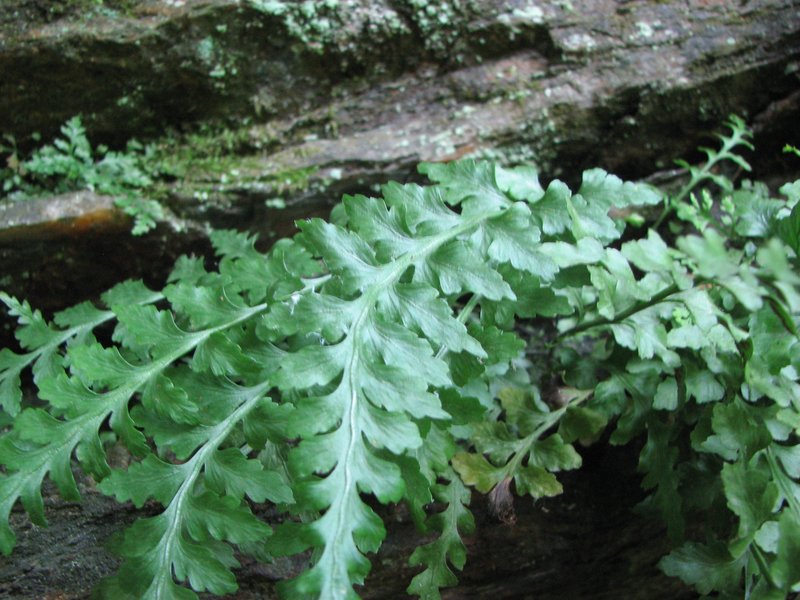 Spleenwort photo 2