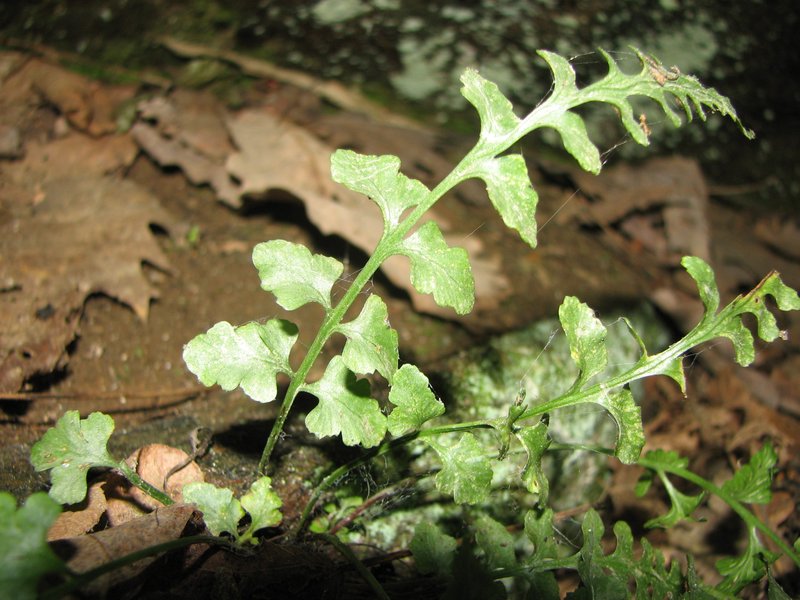 Spleenwort