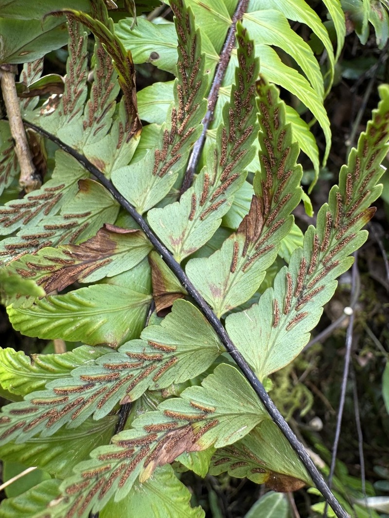 Asplenium truncatilobum photo 2
