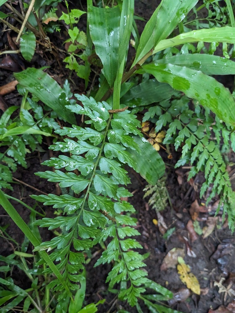 Asplenium truncatilobum photo 3