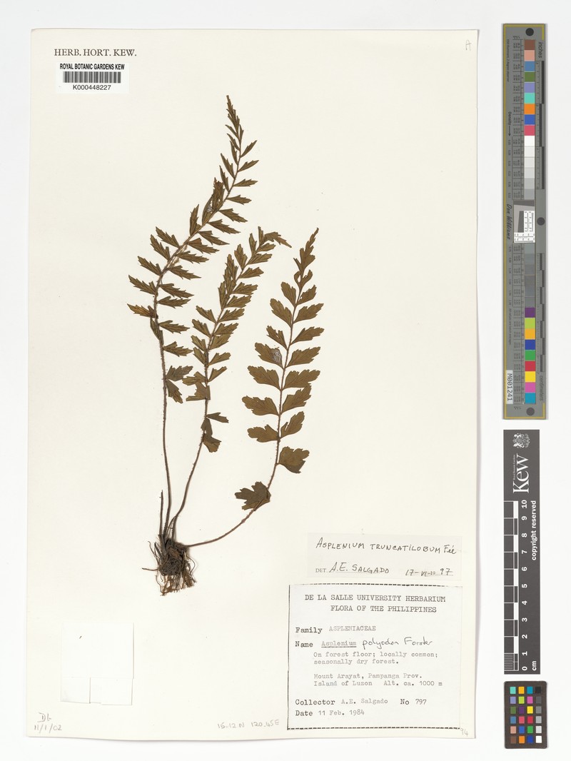 Asplenium truncatilobum photo 4