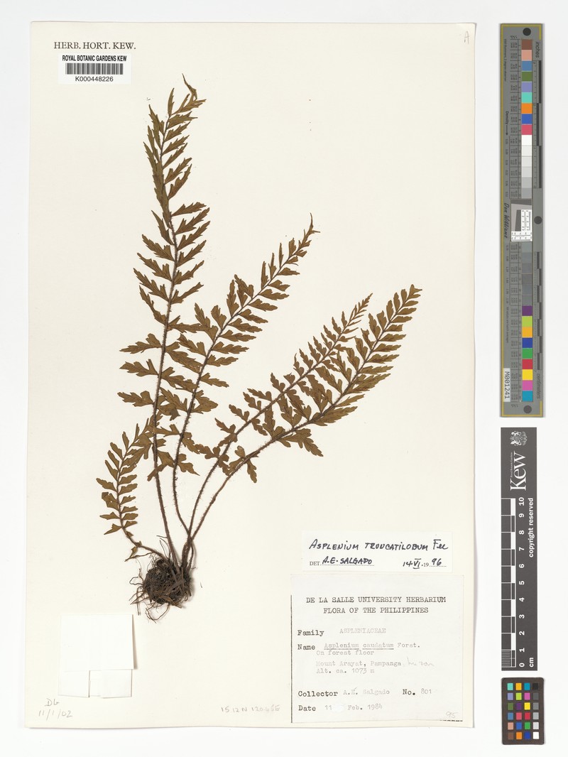 Asplenium truncatilobum photo 5