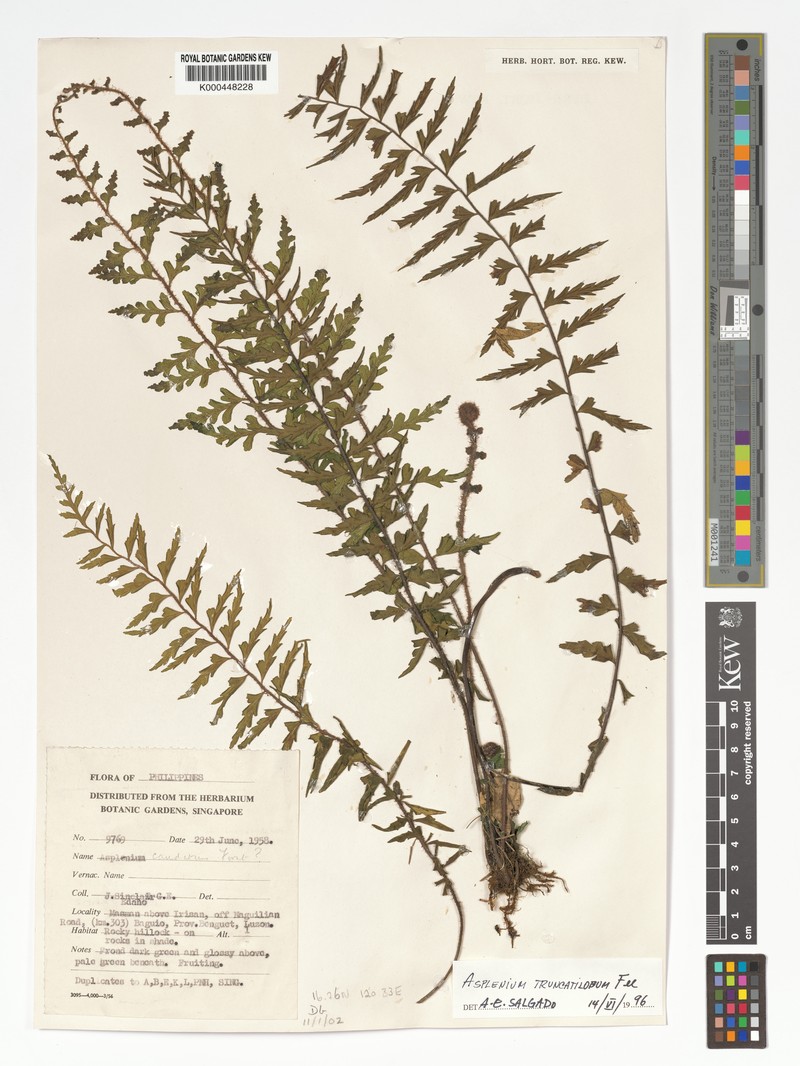 Asplenium truncatilobum photo 6