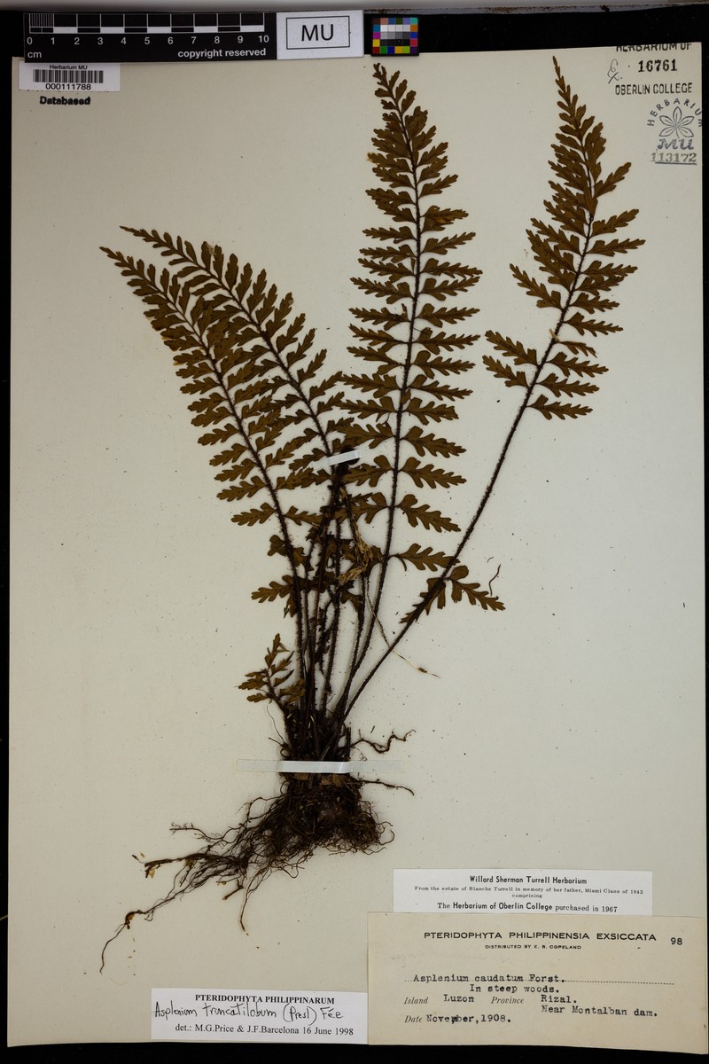 Asplenium truncatilobum