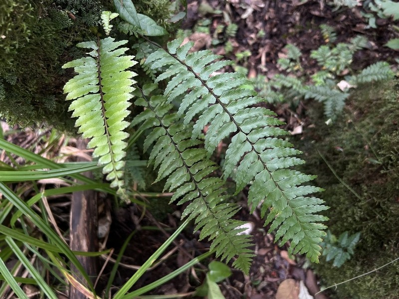 Asplenium truncatum photo 2