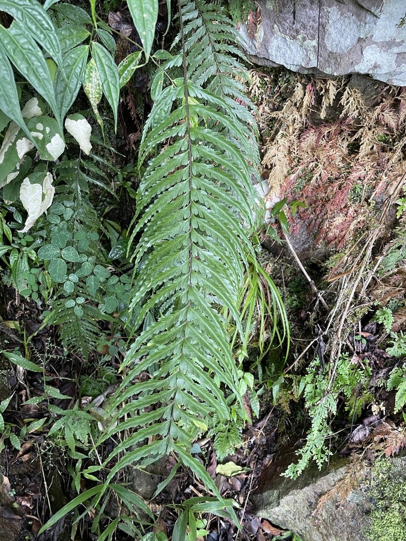 Asplenium truncatum photo 3
