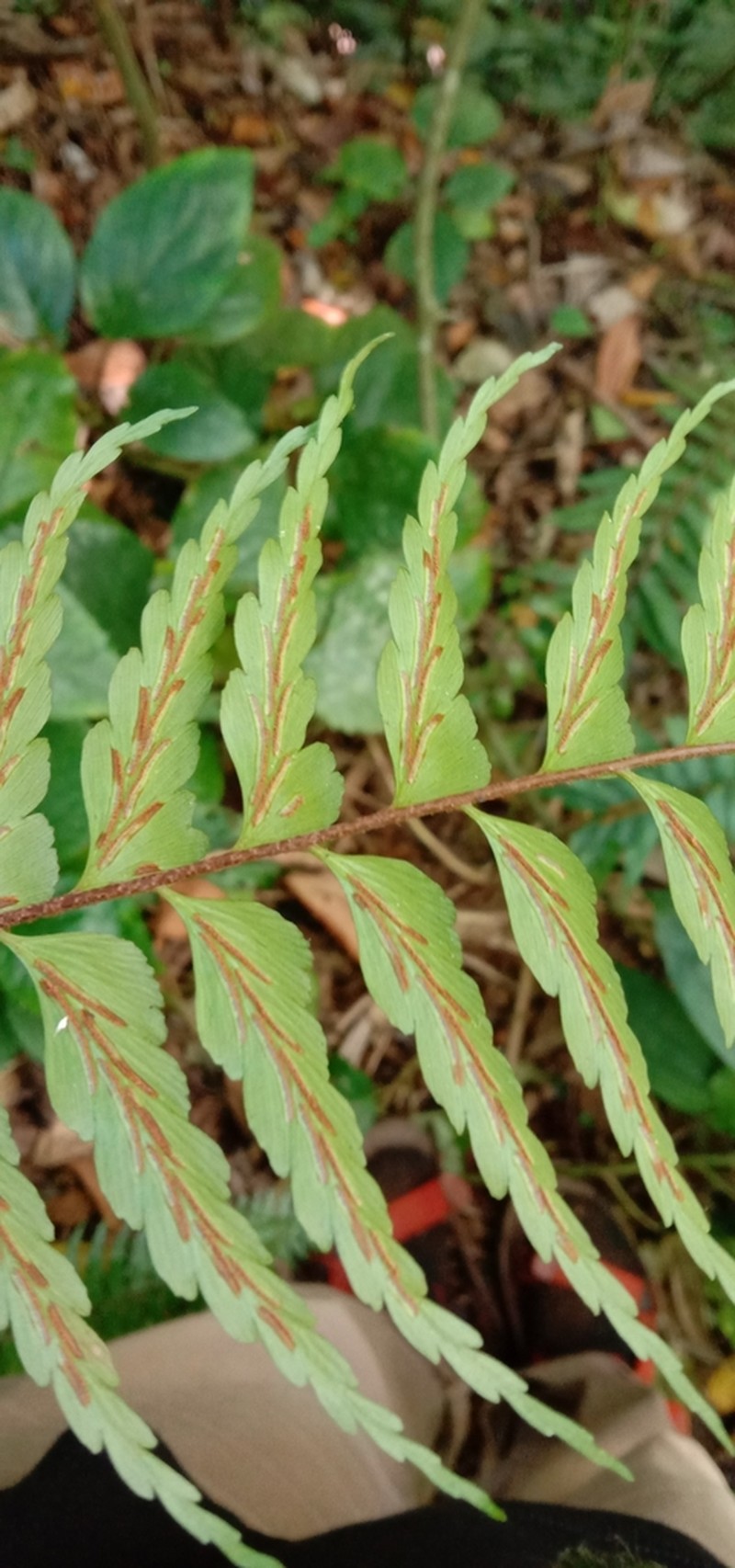 Asplenium truncatum photo 4